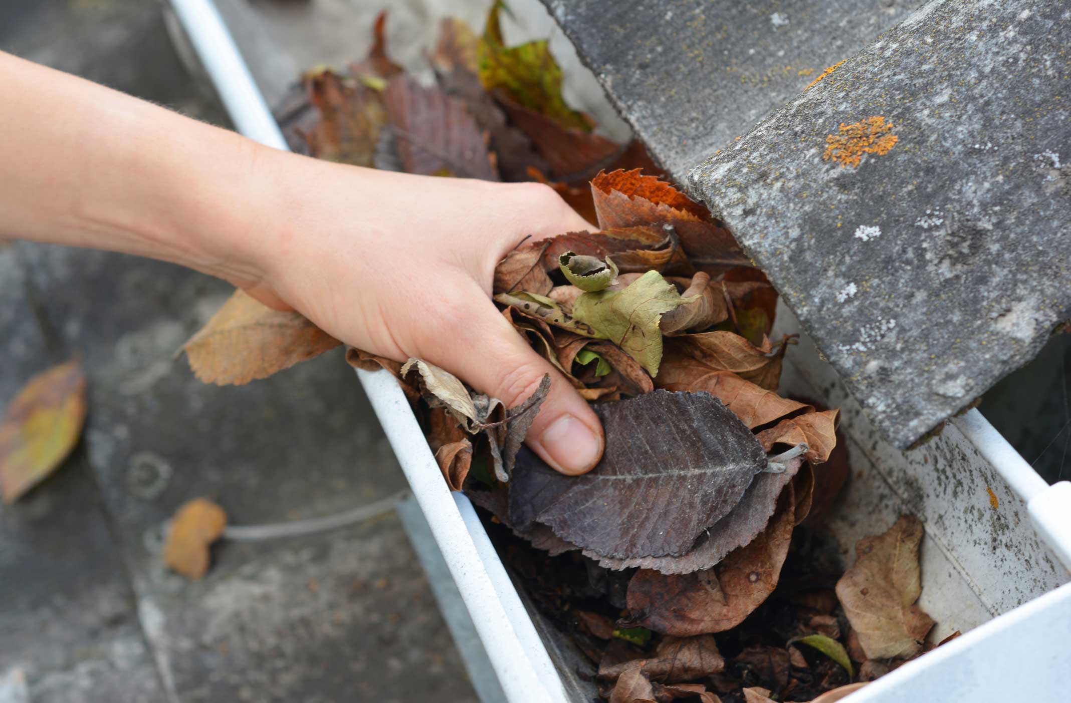 Repairman removes leaves from house roof gutter. Rain gutter cleaning.